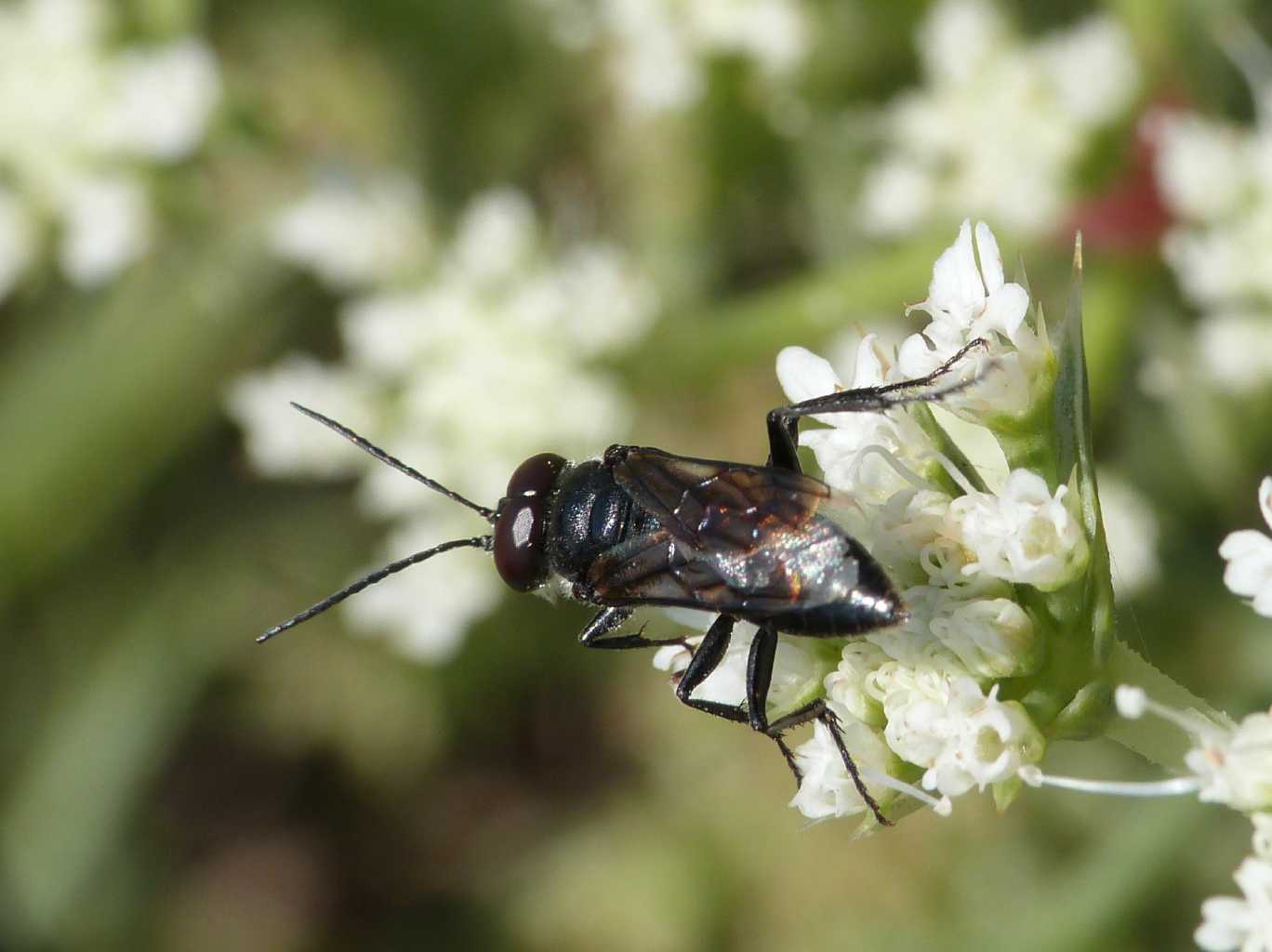 Maschio di Astata boops picea